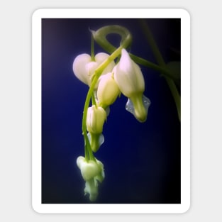 elegant white bleeding hearts, blue #4 Sticker